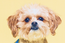 Load image into Gallery viewer, Small Photo Canvas